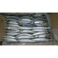 frozen pacific mackerel fish on sale